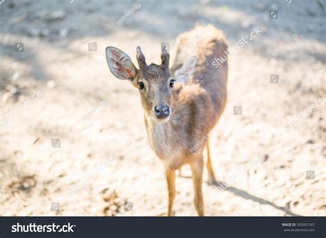 Animal Four Legs Mammals Zoo Walking Stock Photo 593001347 | Shutterstock