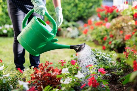 Arroser Vos Plantes En M Langeant Du Vinaigre Et De L Eau Est Ce