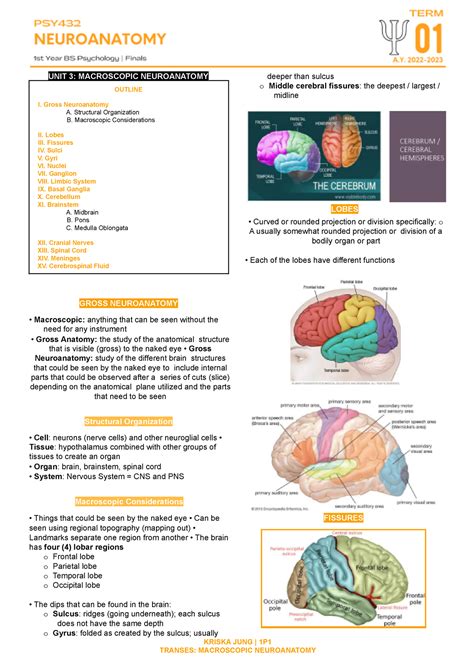 Psy Unit Macroscopic Neuroanatomy Unit Macroscopic