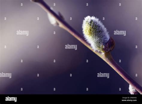 Beautiful Pussy Willow Buds Flowers And Branches Seasonal Forest Blooming Spring Vegetation