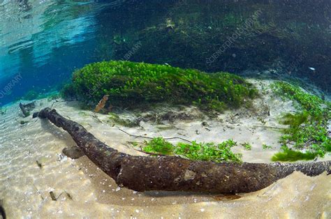 River Underwater Photography