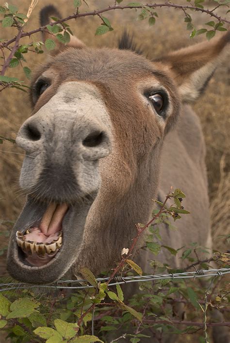 Donkey Smiling With Teeth