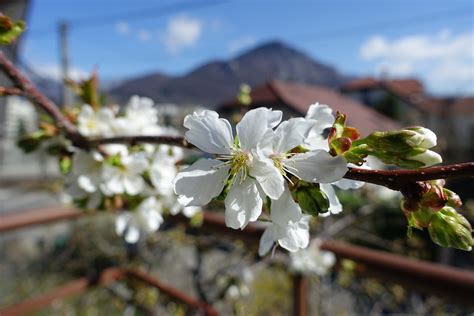 Cherry Blossom Annecy Le Vieux Guilhem Vellut Flickr