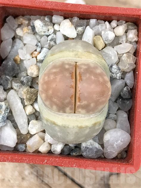 Shpr Lithops Julii Ssp Fulleri V Fulleri C