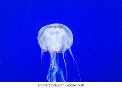 150 Box jellyfish australia Images, Stock Photos & Vectors | Shutterstock