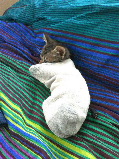 Kitten In A Sock Kittens Kittens And Puppies Kittens Cutest