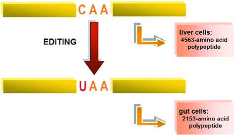 Human Apolipoprotein B Mrna Editing Source Own Elaboration Based On Download Scientific