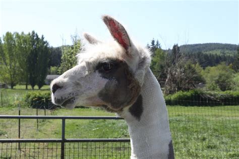 Cross Creek Alpaca Rescue in Tenino Fosters Responsible Alpaca ...