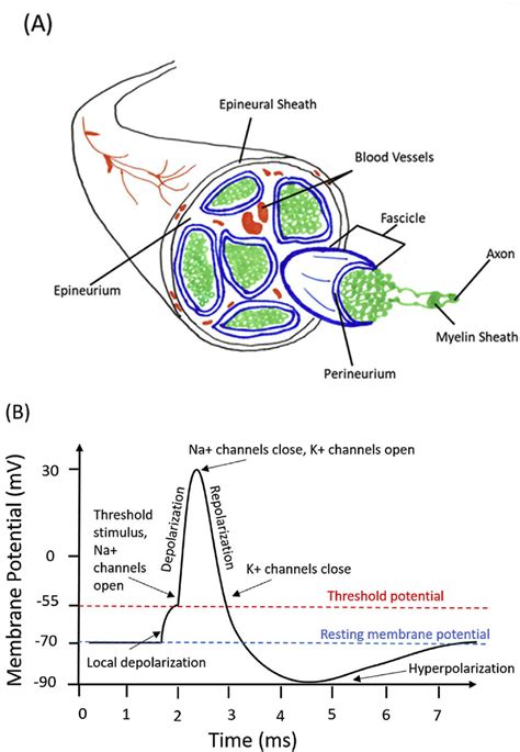 Schematics of peripheral nerve and associated action potential. (A)... | Download Scientific Diagram