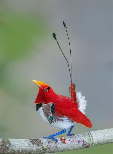 King Bird-of-Paradise (Cicinnurus regius), male, family Paradisaeidae