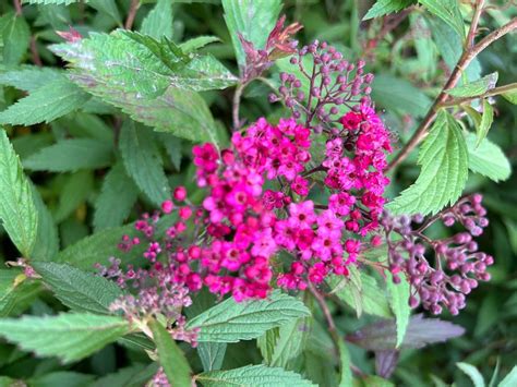 Japanischer Spierstrauch Strauch Pflanze Spiraea Japonica Kaufen Auf