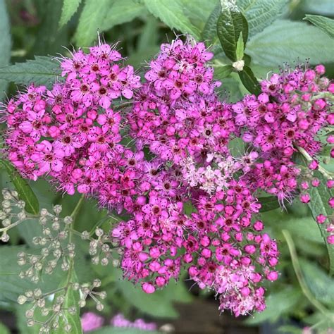 Spiraea Japonica Anthony Waterer Le Chatel Des Vivaces