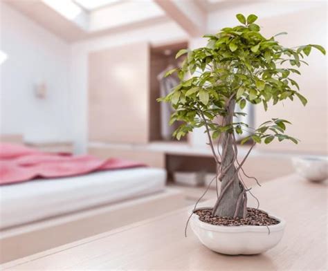 Qué Plantas Mejoran El Feng Shui De Mi Hogar 6 Pasos