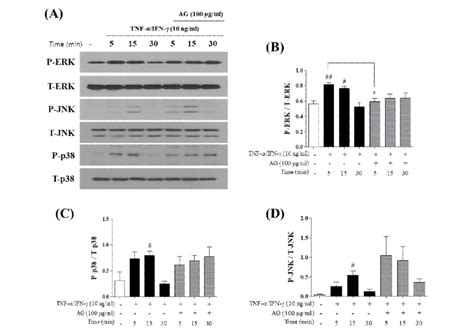 Effects Of Ag On Phosphorylation Of Erk Jnk And P38 In Hacat Cells