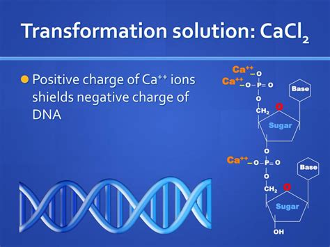 Ppt Bacterial Transformation Powerpoint Presentation Free Download