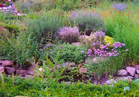 Wilde Kreativit T In Ihrem Garten Eine Naturgarten Anlegen