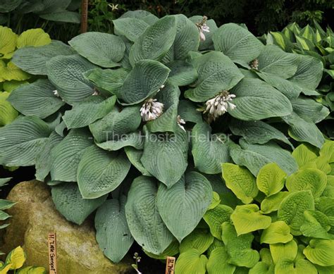 Hosta 'Blue Mammoth' from The Hosta Helper - Presented by PlantsGalore.Com