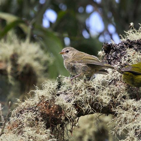 Hawaiʻi Birding Trails Hawaii Creeper