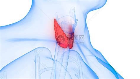 甲状腺肌体解剖术的人体基因层插画图片下载 正版图片402392612 摄图网