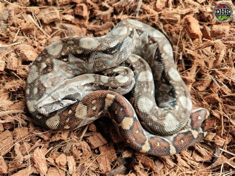 Nicaraguan Boa Constrictors Darren Hamill Reptiles