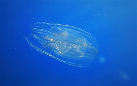 Electric jellyfish stock image. Image of hurry, feeder - 84972241