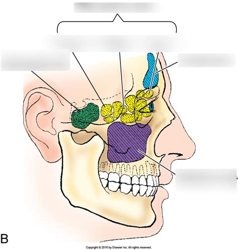 Lateral Paranasal Sinuses Diagram Quizlet