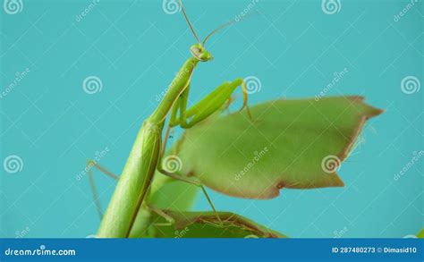 Natural Camouflage Of Praying Mantis Stock Video Video Of Disguise Mantid 287480273
