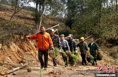 植树造林｜江西各地开展植树活动 为大自然添新绿澎湃号·政务澎湃新闻 The Paper