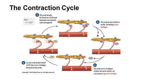 Muscle Contraction Steps Diagram