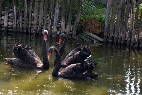 Početna Zoo Vrt Vrnjci