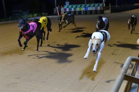 Track Design Greyhound Racing | Australian Greyhound Racing News & Betting