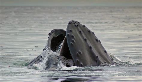 Krill availability influences pregnancies in humpback whales | Polarjournal