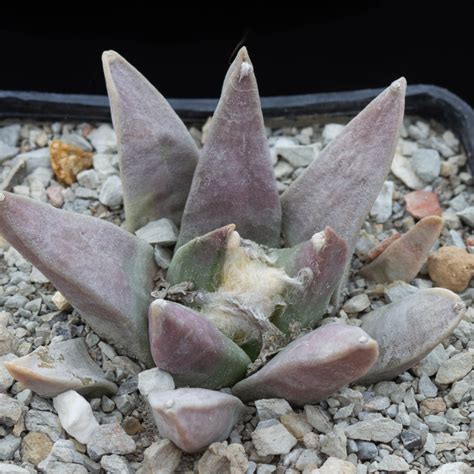 Ariocarpus Retusus Esemplare Cod In Vendita Vivaio Mondocactus