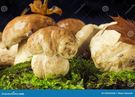 Boletus Edulis Also Called Cep Penny Bun Porcino Or Porcini Mushroom