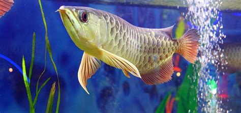 The South American Silver Arowana Tropical Fish Hobbyist Magazine