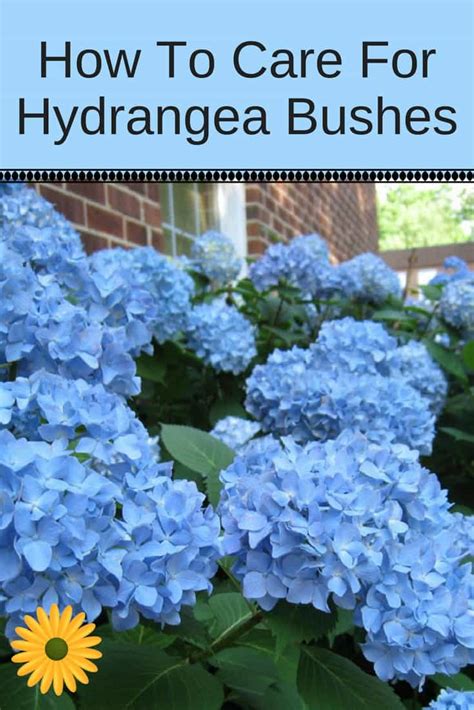 How To Care For Hydrangea Plants & Bushes - Tips For Gorgeous Hydrangeas