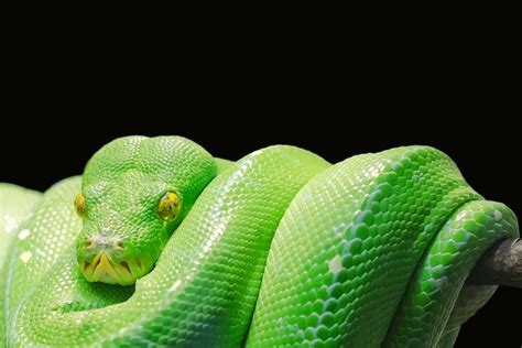 What are snake zodiac traits? - factstraits.com