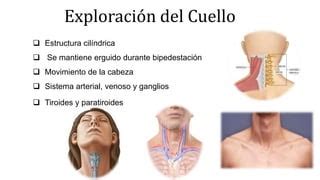 Semiologia De Cabeza Y Cuello De Medicin Ppt Descarga Gratuita