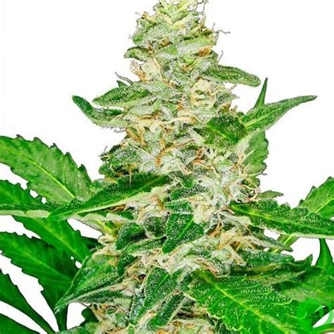Cемена конопли сорта Auto Super Skunk купить недорого почтой | LunaSeeds