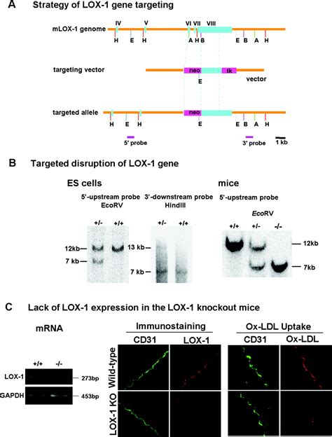 Deletion Of LOX 1 Reduces Atherogenesis In LDLR Knockout Mice Fed High