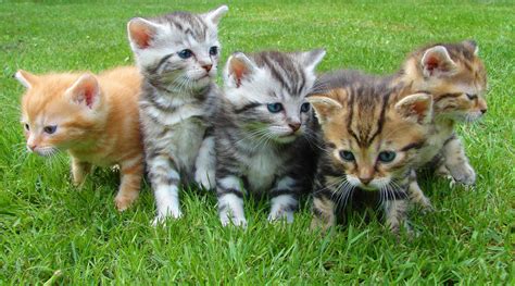 картинки : Котенок, Млекопитающее, Фауна, Позвоночный, порыв, Котята ...