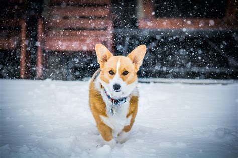 Pembroke Welsh Corgi Size Guide: Size Chart & Growth Calculator