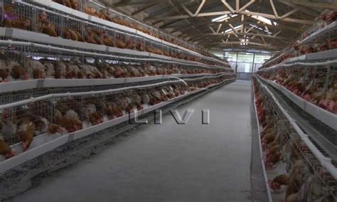 Layer Cages For Sale For 30000 Chickens In Zimbabwe Poultry