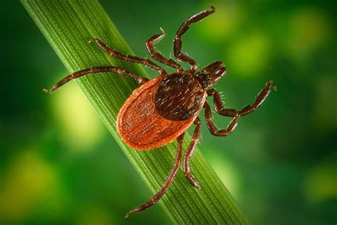 Tick Control Fact Sheets Tools Resources Environmental Resilience