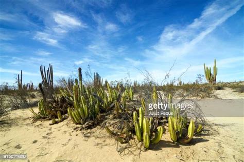 Valley Of The Giants Photos And Premium High Res Pictures Getty Images