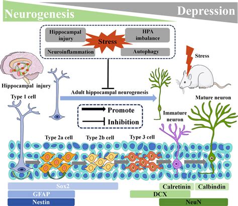 Frontiers Adult Hippocampal Neurogenesis Pharmacological Mechanisms