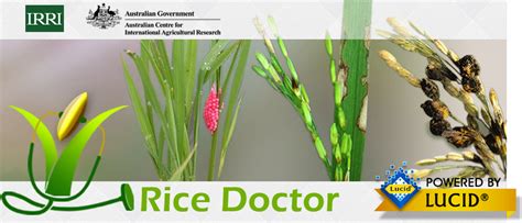 Rice Doctor Irri Rice Knowledge Bank