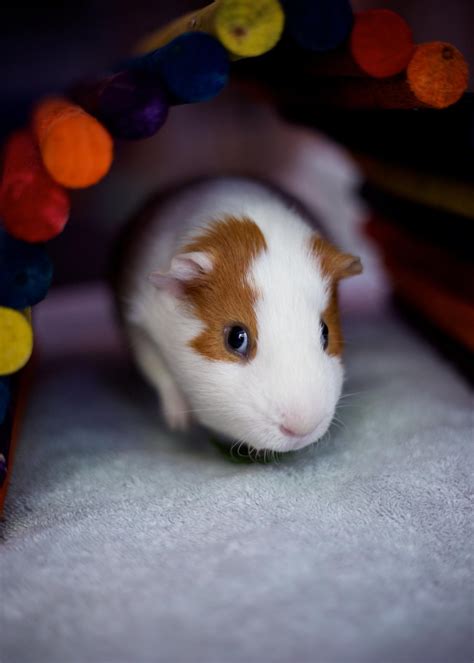 Craigslist Phoenix Pets East Valley at Brooke Jeanne blog