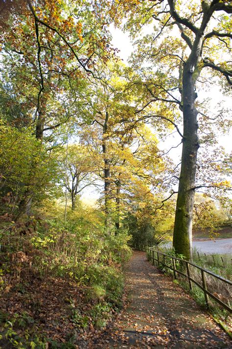 Autumn Woodland Walk 3978 Stockarch Free Stock Photo Archive