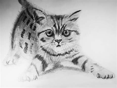 Cómo dibujar un gato a realista – Draw a Realistic Cat with Pencil ...